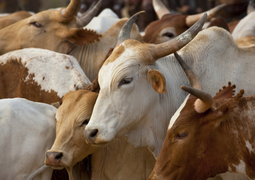 Cattle At Bull Jumping Ceremony, Turmi, Omo Valley, Ethiopia