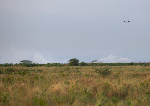 Omorate irrigation in fields, Omo valley, Ethiopia