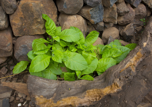 Tobacco, Konso Tribe Village, Omo Valley, Ethiopia