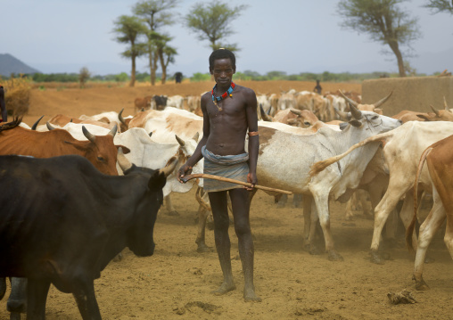 Tsemay tribe man standing with a shepherd stick and wearing a loincloth amidst cows, Omo valley, Ethiopia