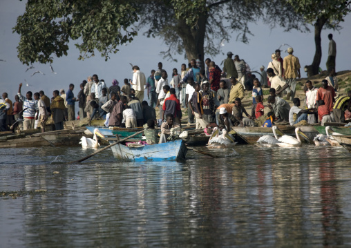 Pelicans and fishermen on the shore of the zway lake for the market, Ethiopia