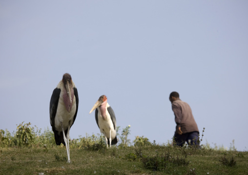 Big birds casually walking at zway lake market, Ethiopia