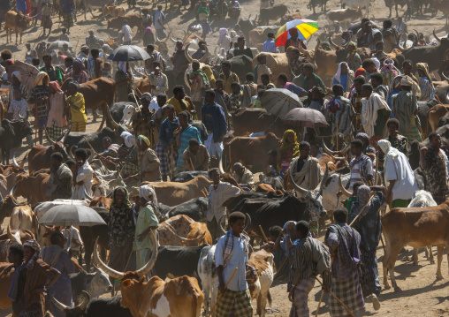 Market day, Bati, Amhara region, Ethiopia