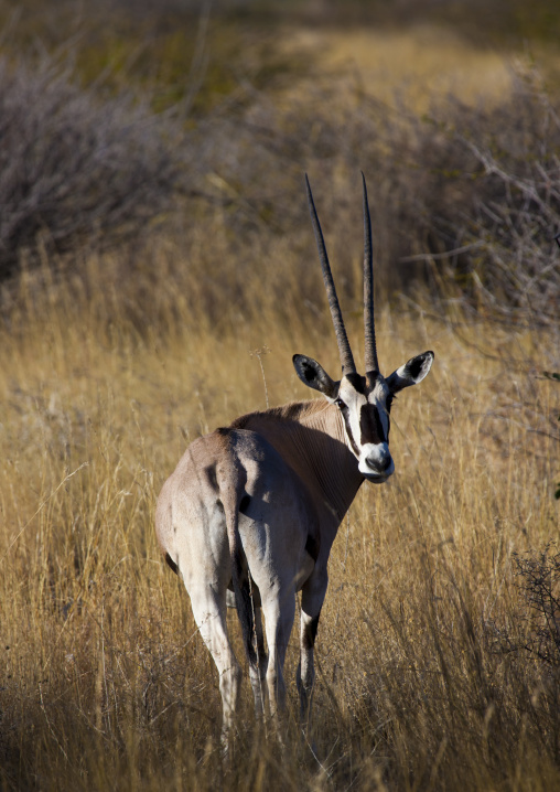 Oryx In Awash National Parl, Afar Region, Ethiopia