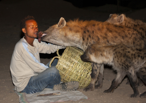 Hyenas Feeding At Night, Harar, Ethiopia