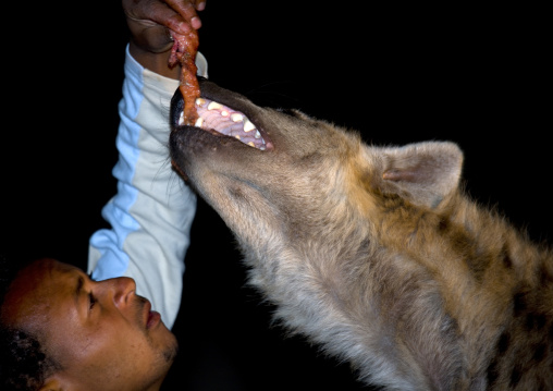 Hyenas Feeding At Night, Harar, Ethiopia