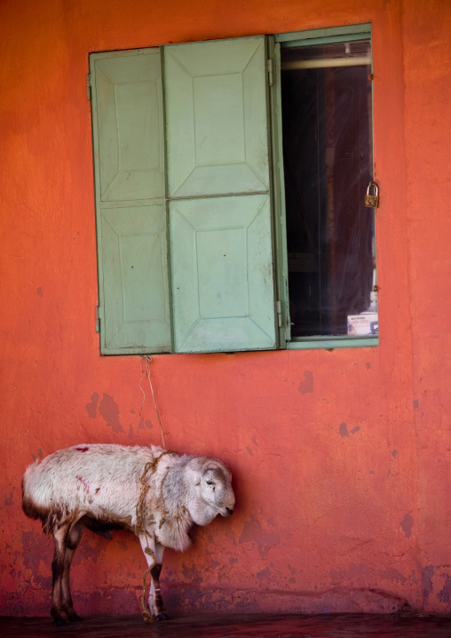 Sheep In Front Of An Orange Wall, Dire Dawa, Ethiopia
