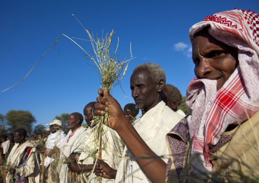 Group Of Former Karrayyu Tribe Leaders Holding Grass To Be Exchanged With The New Leader During Gadaaa Ceremony, Metehara, Ethiopia
