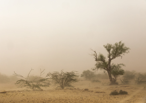 Sand storm in the desert, Rajasthan, Jaisalmer, India