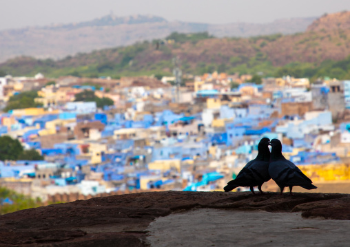 Pigeons on Mehrangarh fort, Rajasthan, Jodhpur, India