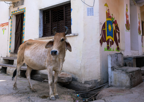 Cow in the street near a mural, Rajasthan, Bundi, India