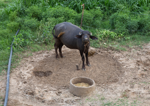 Swamp buffalo in a farm, Rajasthan, Baswa, India