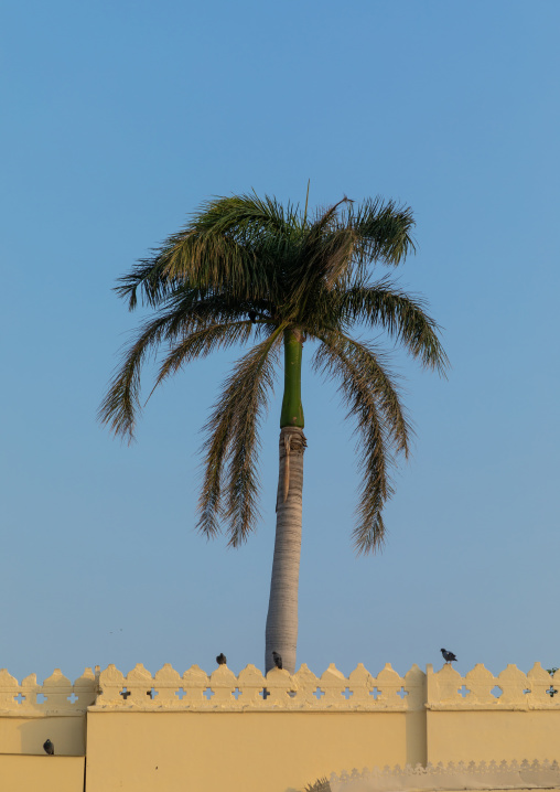 Palm tree on jag mandir palace built on an island in the lake Pichola, Rajasthan, Udaipur, India