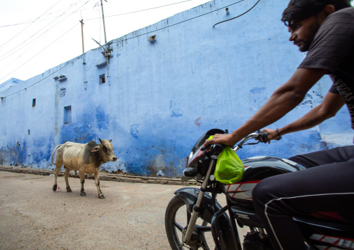 Indian cow in the street in front of a blue wall and a man on motorbike, Rajasthan, Bundi, India