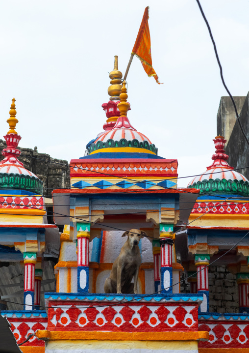 Dog standing at the top of a temple, Rajasthan, Bundi, India