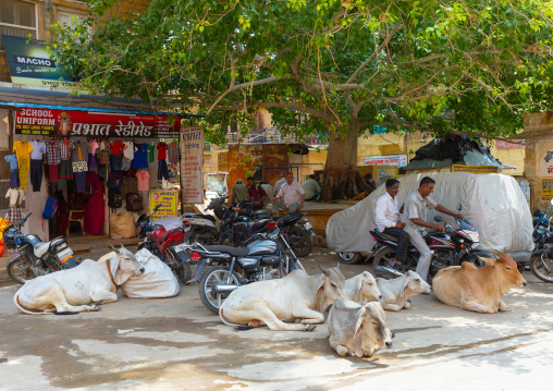 Cows in the middle of the road, Rajasthan, Jaisalmer, India