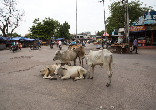 Cows in the middle of the road, Rajasthan, Bundi, India