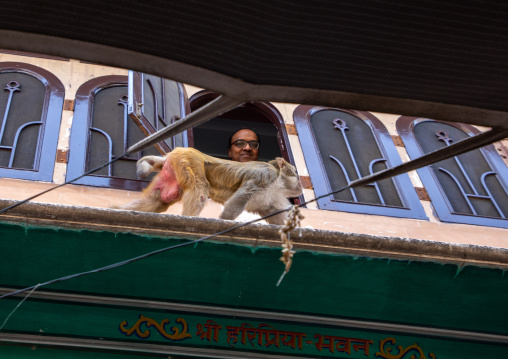 Indian man looking at a monkey on his window, Rajasthan, Jaipur, India