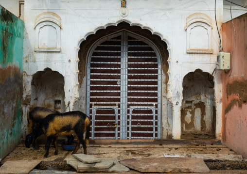 Door of an old historic haveli, Rajasthan, Nawalgarh, India