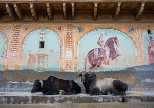Cows resting in front of an old haveli with lavishly painted walls, Rajasthan, Nawalgarh, India