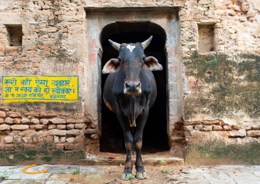 Cow in the street looking at camera, Rajasthan, Nawalgarh, India