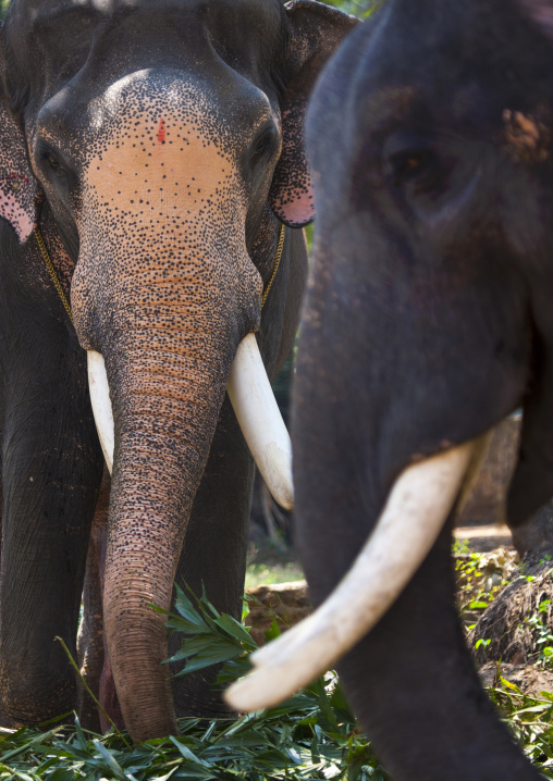 Asian Elephants With Tusks Eating Grass, Kochi, India