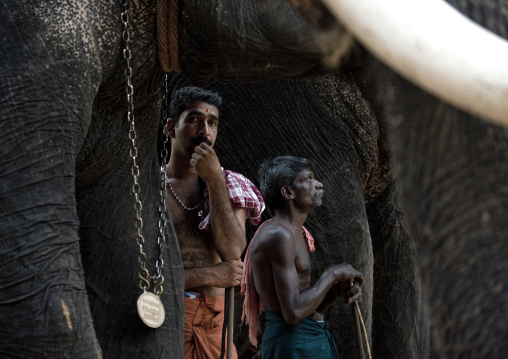 Cornacs Waiting Alongside Their Elephants During Jagannath Temple Festival, Thalassery, India