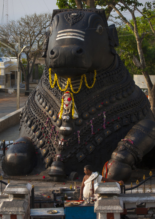 Nandi Bull Giant Carving, Halfway To The Top Of Chamundi Hills, Mysore, India