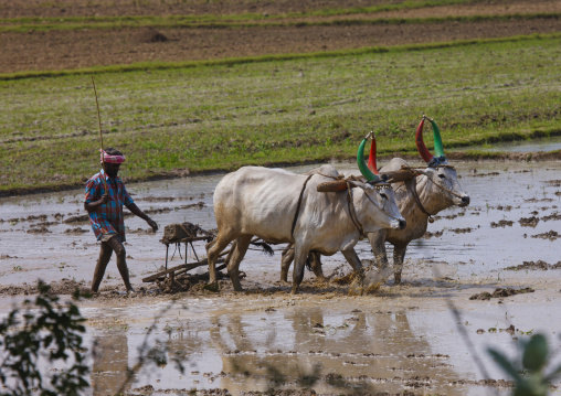 Cultivator Lead Plough Pulled By Cows With Painted Horns On Paddy Field, Mahabalipuram, India