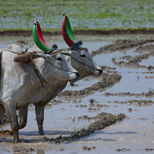 Cows With Decorated Horns Pulling A Plough On Paddy Field, Mahabalipuram, India