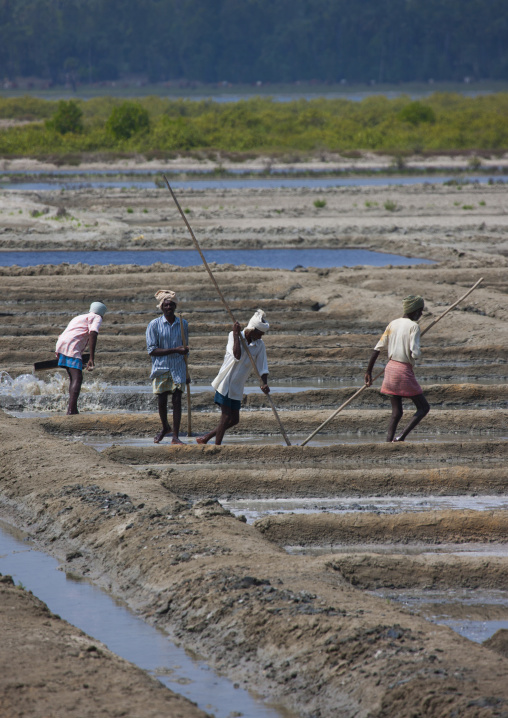 Workers With Woodenstick In Salt Marsh, Mahabalipuram, India