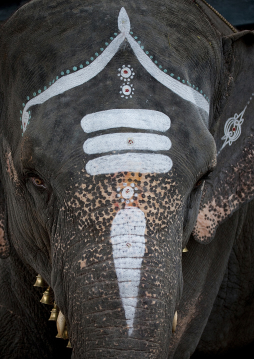 Traditional Painting On Elephant's Forehead, Pondicherry, India