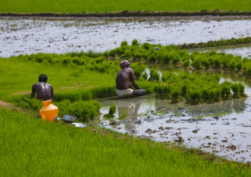 Two Workers Squatting On Paddy Fields Pondicherry, India