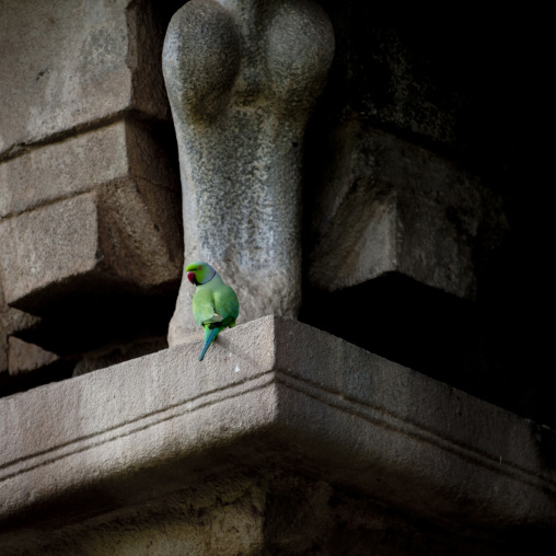 Parrot Settled On A Rock Cut Pillar In The Brihadishwara Temple, Gangaikondacholapuram, India