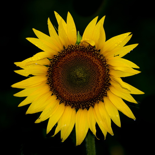 Close Up Of A Slightly Wet Sunflower, Thanjavur, India