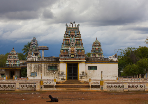 Goat Lying On The Road In Front Of A Small Shiva Temple With Carved And Colorful Gopurams On The Countryside Near Kanadukathan Chettinad, India