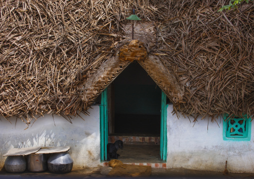Young Goat Lying On The Doorstep Of A Little House With Thatched Roof In A Village Near Tirumayam, India