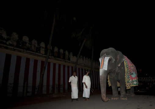 Priests Walking With Decorated Elephant Wearing Vaishnava Tilak On Its Forehead Getting Close From The Sri Ranganathaswamy Temple, Trichy, India