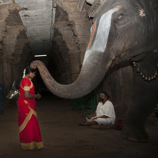 Woman In Sari Standing At The Entrance Of The Sri Ranganathaswamy Temple Receiving Elephant's Blessing, Trichy, India