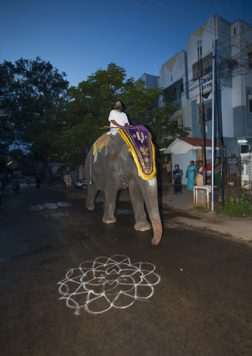 Priest Riding A Decorated Elephant In A Street With Kolam Painted On The Road, Trichy, India