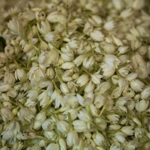 Cut Fowers At Flower Market, Pondicherry, India