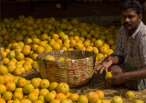Orange Seller Sitting On Hays Selecting His Products In A Basket, Madurai, India