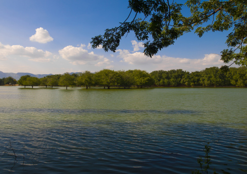 Trees Protuding From The Water In Periyar National Park, India