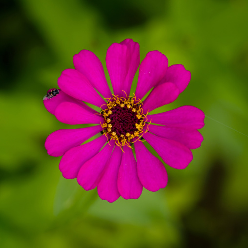 Bee On A Flower, Periyar, India