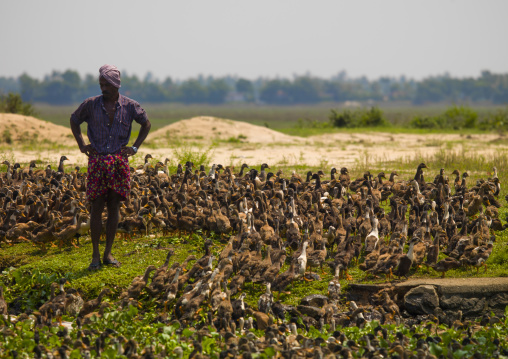 Farmer Surounded By Ducks In The Backwaters Of Kerala, Alleppey, India