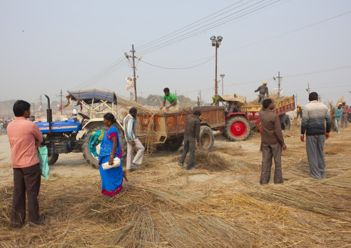 Men Putting Straw On The Riverbank, Maha Kumbh Mela, Allahabad, India