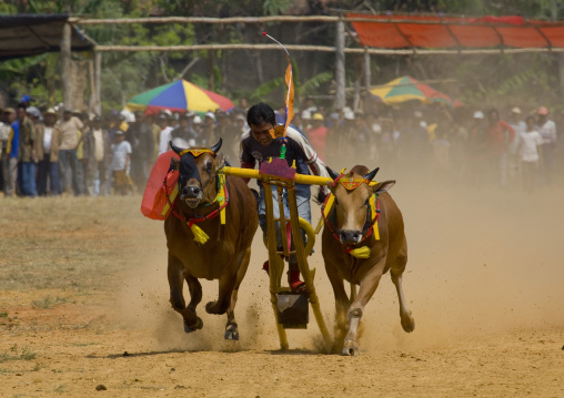 Bull races in madura island indonesia