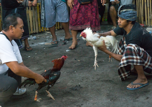 Cockfighting In A Temple
