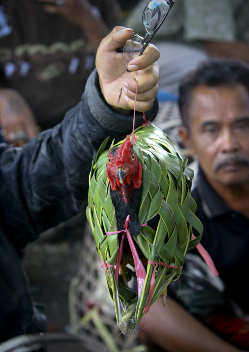 A Cock Wrapped In A Vegetal Basket During A Cockfigting Event