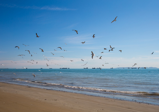 seagulls on the seaside, Hormozgan, Bandar Abbas, Iran